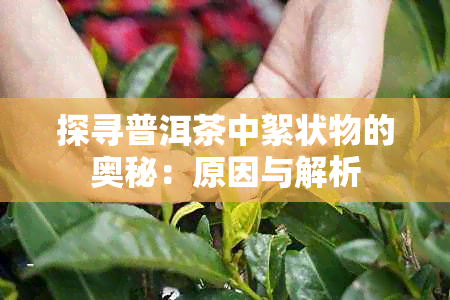 探寻普洱茶中絮状物的奥秘：原因与解析