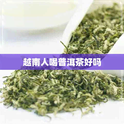 越南人喝普洱茶好吗