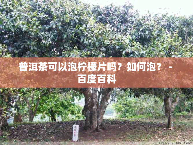 普洱茶可以泡柠檬片吗？如何泡？ - 百度百科