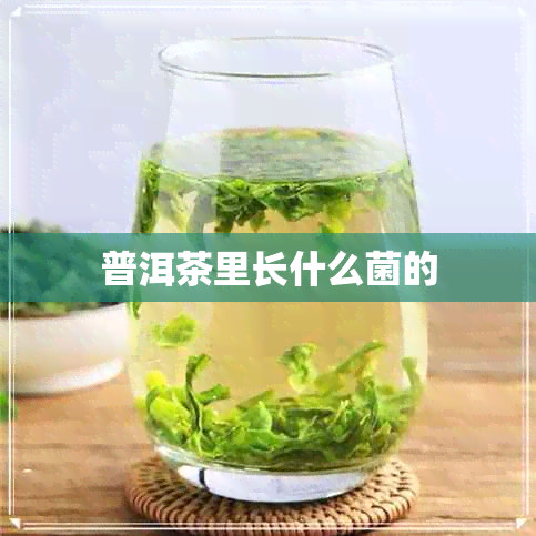 普洱茶里长什么菌的