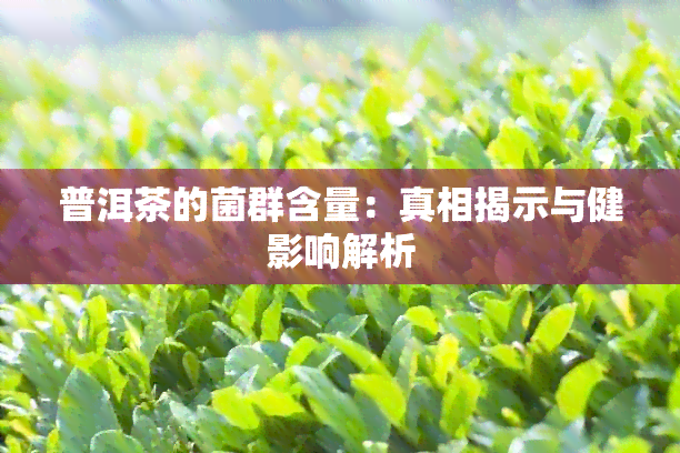 普洱茶的菌群含量：真相揭示与健影响解析