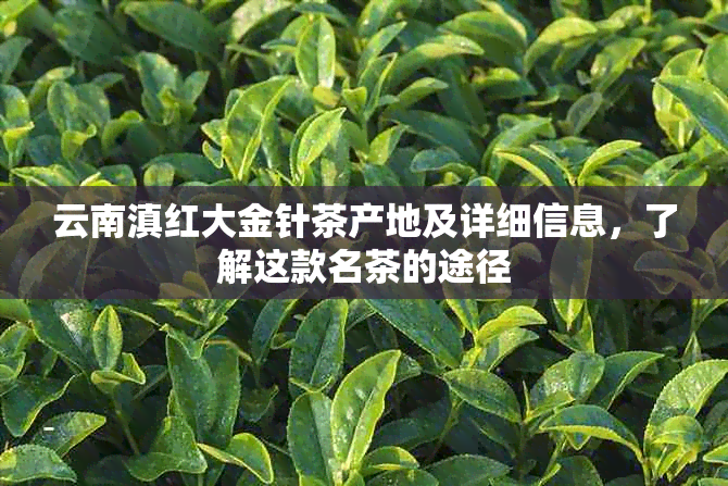 云南滇红大金针茶产地及详细信息，了解这款名茶的途径