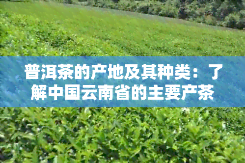 普洱茶的产地及其种类：了解中国云南省的主要产茶地及其特色茶叶