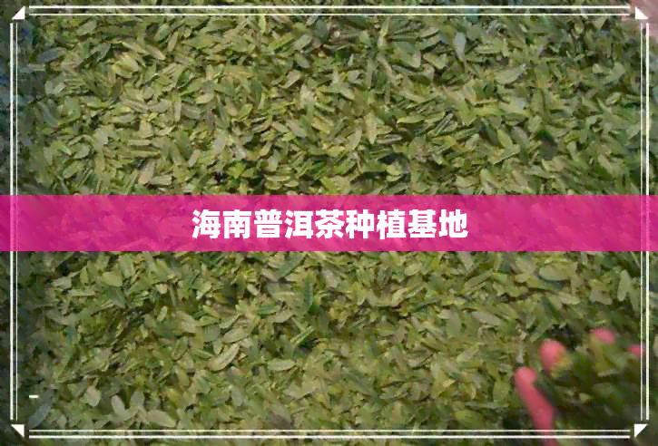 海南普洱茶种植基地