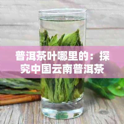 普洱茶叶哪里的：探究中国云南普洱茶产地的品质与正宗口感。