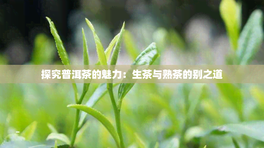 探究普洱茶的魅力：生茶与熟茶的别之道