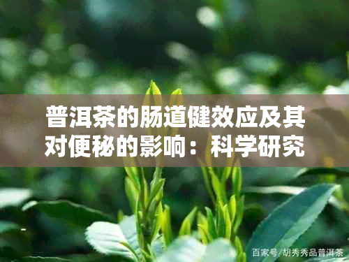 普洱茶的肠道健效应及其对便秘的影响：科学研究解析