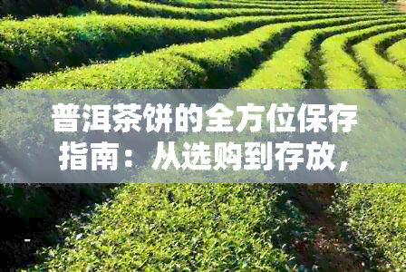 普洱茶饼的全方位保存指南：从选购到存放，让你的茶叶长久保持品质