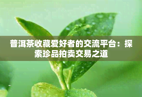 普洱茶收藏爱好者的交流平台：探索珍品拍卖交易之道