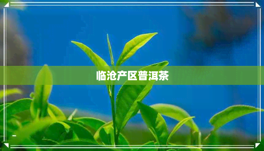 临沧产区普洱茶