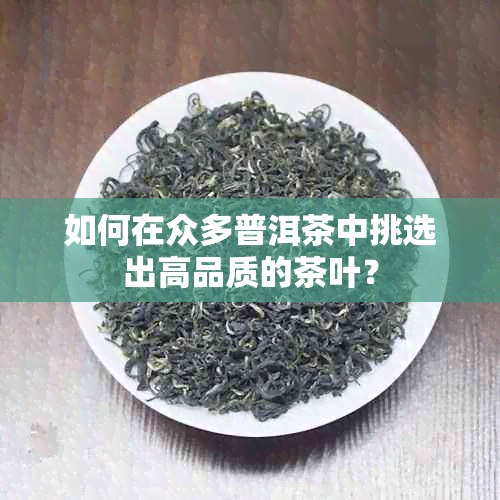 如何在众多普洱茶中挑选出高品质的茶叶？