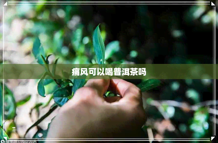 痛风可以喝普洱茶吗