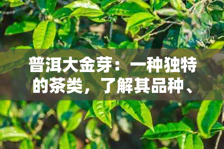 普洱大金芽：一种独特的茶类，了解其品种、制作工艺与口感等全方位解析