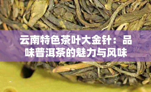 云南特色茶叶大金针：品味普洱茶的魅力与风味