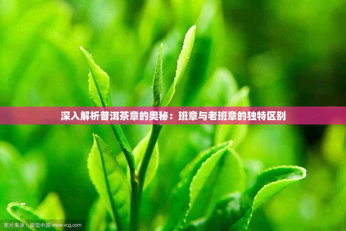 深入解析普洱茶章的奥秘：班章与老班章的独特区别