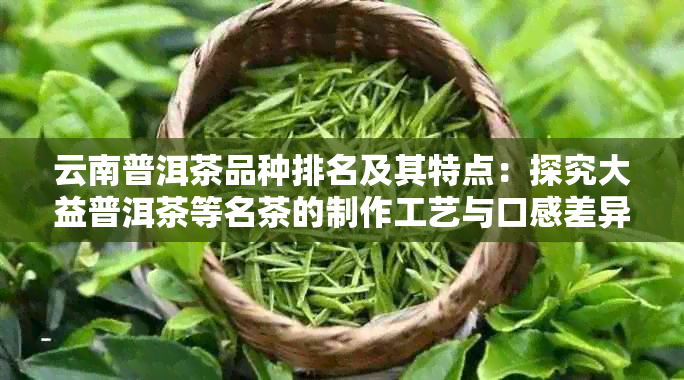 云南普洱茶品种排名及其特点：探究大益普洱茶等名茶的制作工艺与口感差异