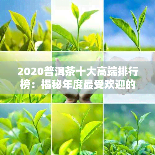 2020普洱茶十大高端排行榜：揭秘年度更受欢迎的高端茶叶