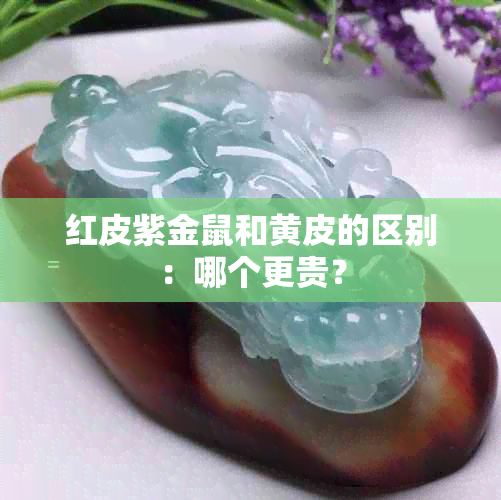 红皮紫金鼠和黄皮的区别：哪个更贵？