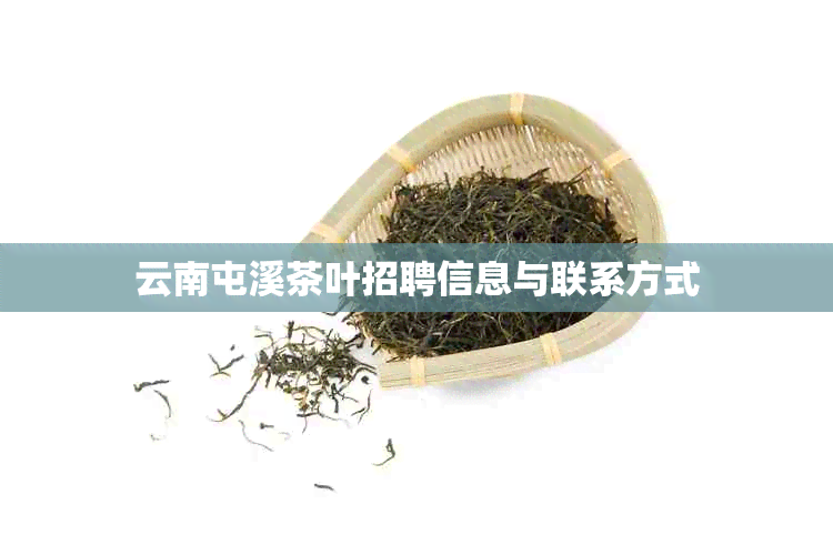 云南屯溪茶叶招聘信息与联系方式