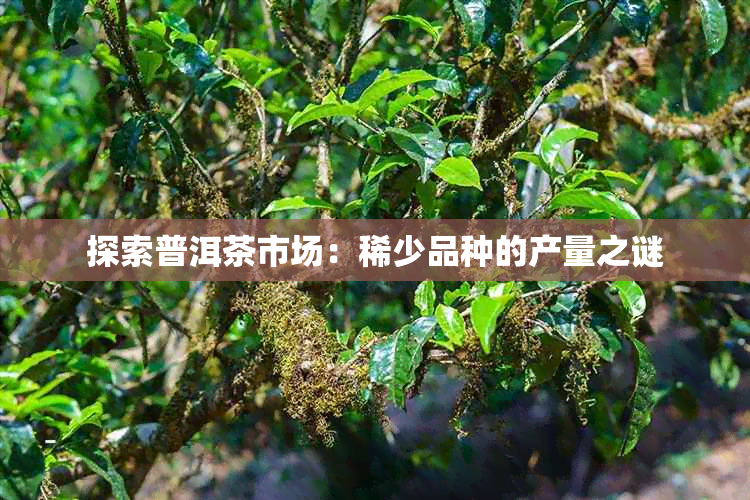 探索普洱茶市场：稀少品种的产量之谜