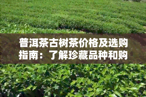 普洱茶古树茶价格及选购指南：了解珍藏品种和购买建议