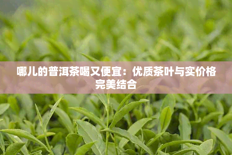 哪儿的普洱茶喝又便宜：优质茶叶与实价格完美结合