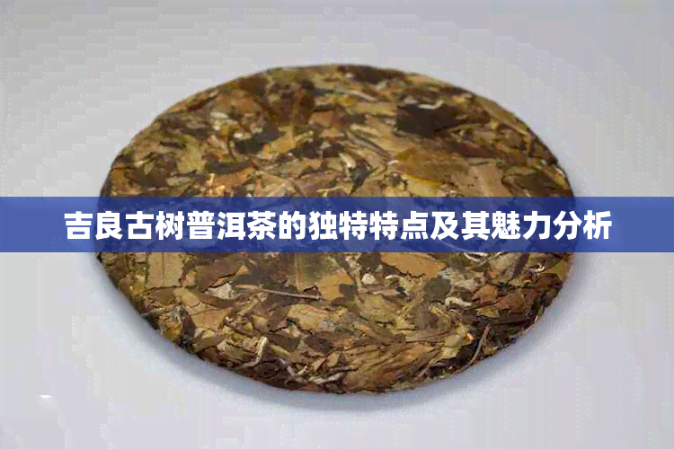 吉良古树普洱茶的独特特点及其魅力分析