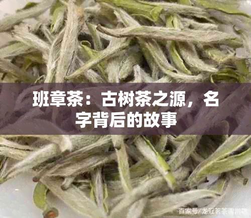 班章茶：古树茶之源，名字背后的故事