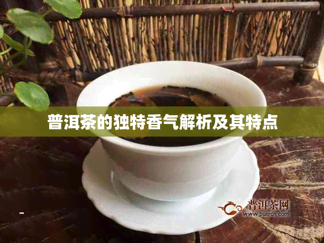 普洱茶的独特香气解析及其特点