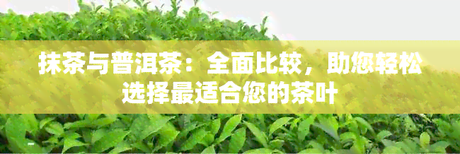 抹茶与普洱茶：全面比较，助您轻松选择最适合您的茶叶