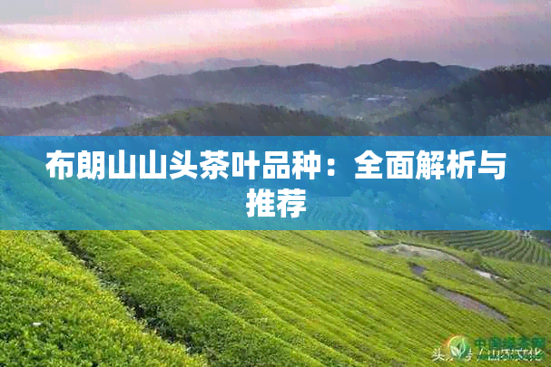 布朗山山头茶叶品种：全面解析与推荐