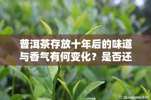 普洱茶存放十年后的味道与香气有何变化？是否还能饮用？