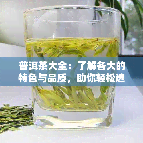 普洱茶大全：了解各大的特色与品质，助你轻松选购心仪的普洱茶