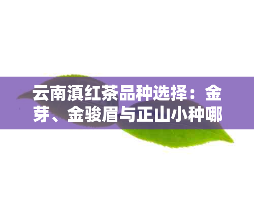 云南滇红茶品种选择：金芽、金骏眉与正山小种哪个口感更佳？