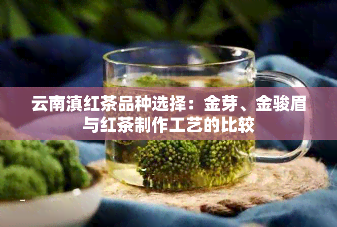 云南滇红茶品种选择：金芽、金骏眉与红茶制作工艺的比较