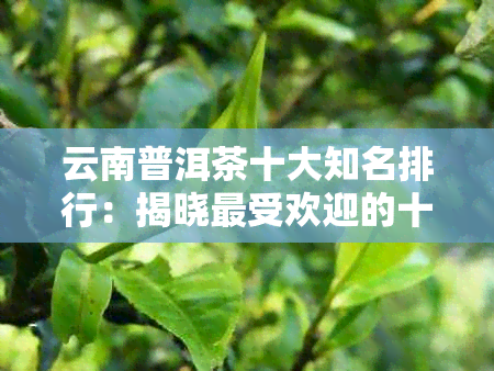 云南普洱茶十大知名排行：揭晓更受欢迎的十大