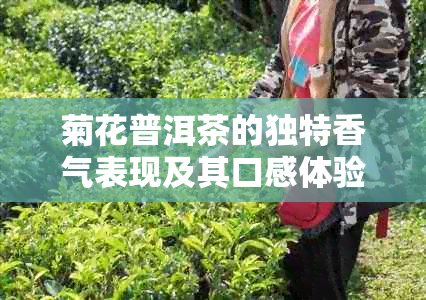 菊花普洱茶的独特香气表现及其口感体验