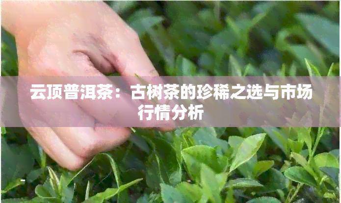 云顶普洱茶：古树茶的珍稀之选与市场行情分析