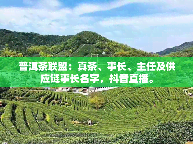 普洱茶联盟：真茶、事长、主任及供应链事长名字，抖音直播。