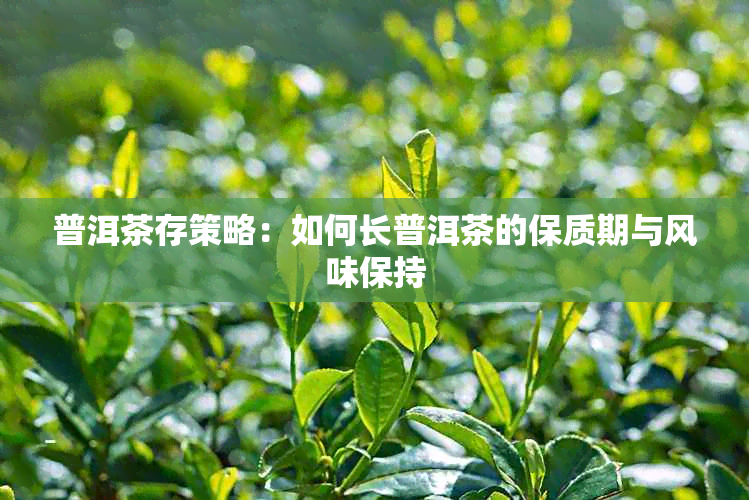 普洱茶存策略：如何长普洱茶的保质期与风味保持