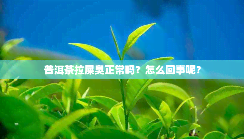 普洱茶拉屎臭正常吗？怎么回事呢？