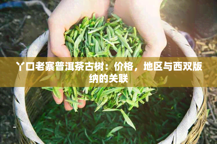 丫口老寨普洱茶古树：价格，地区与西双版纳的关联