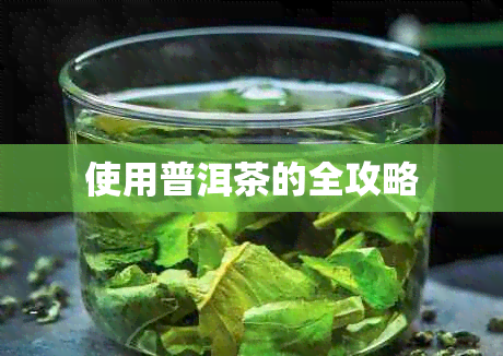 使用普洱茶的全攻略