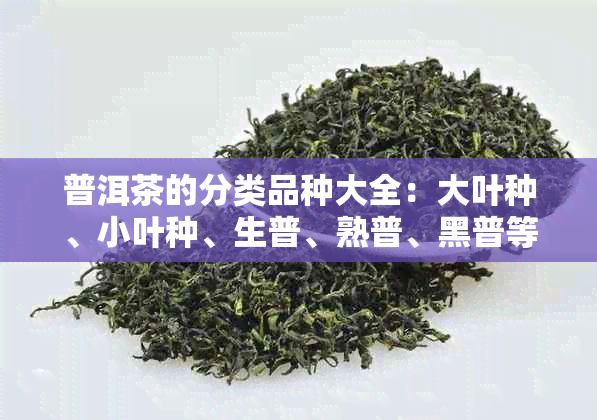 普洱茶的分类品种大全：大叶种、小叶种、生普、熟普、黑普等。