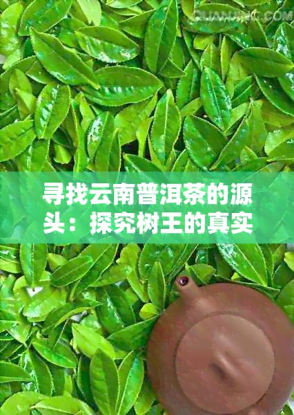 寻找云南普洱茶的源头：探究树王的真实位置及其背后的故事