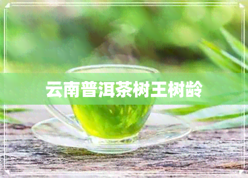 云南普洱茶树王树龄