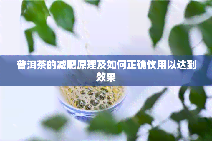 普洱茶的减肥原理及如何正确饮用以达到效果