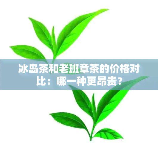 冰岛茶和老班章茶的价格对比：哪一种更昂贵？