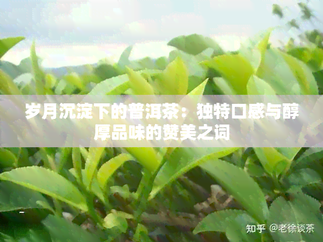 岁月沉淀下的普洱茶：独特口感与醇厚品味的赞美之词