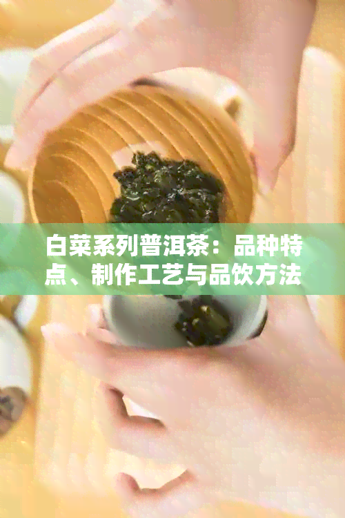 白菜系列普洱茶：品种特点、制作工艺与品饮方法的全面解析